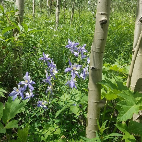 Meet your Posher, Sandra - Picture 1 of 1